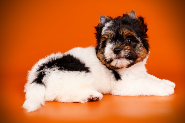 Yorkshire terrier di Biewer su fondo rosso