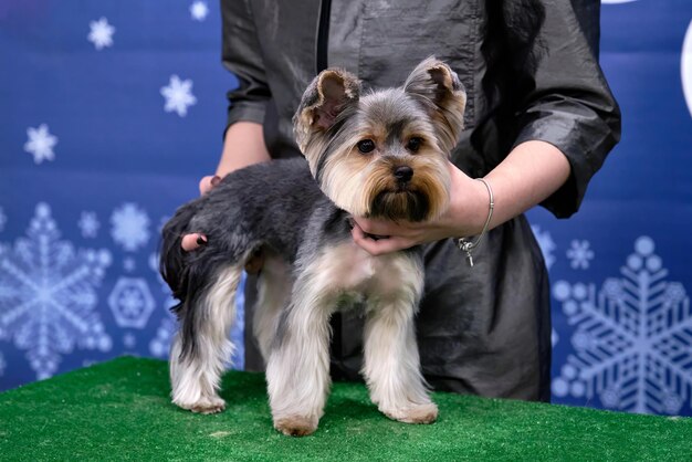 Yorkshire Terrier dopo la pulizia nella categoria delle razze di tosatura alle competizioni di pulizia