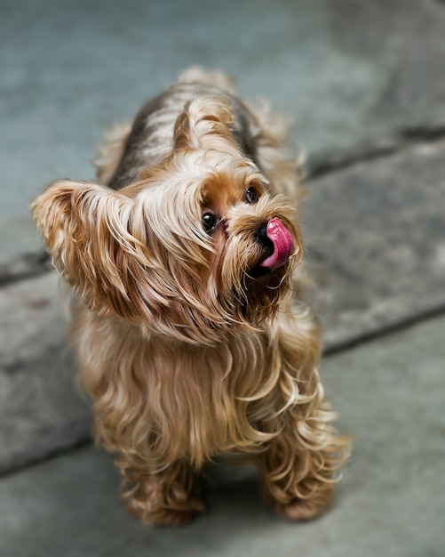 Yorkshire terrier e lingua del cucciolo su terra