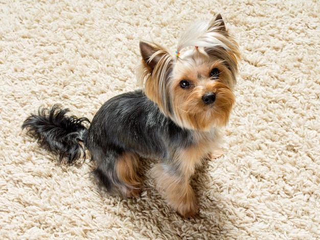 Yorkshire terrier è seduto sul tappeto