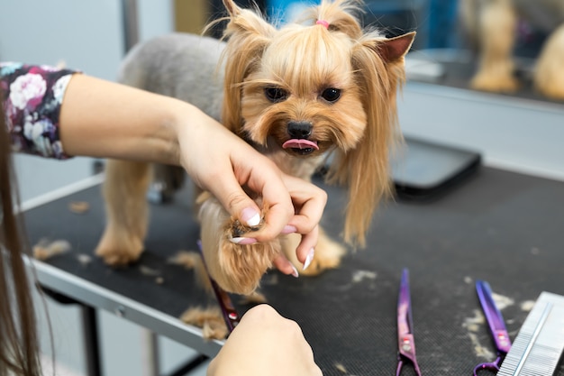 Yorkshire terrier femminile di taglio di capelli del groomer sulla tavola per governare nel salone di bellezza per i cani