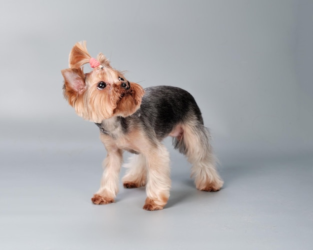 Yorkshire terrier guarda indietro con cautela su uno sfondo grigio