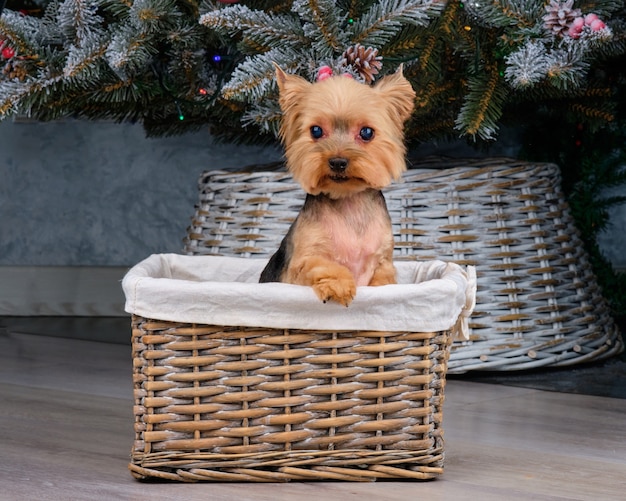 Yorkshire terrier guarda la telecamera si siede in un cesto dopo un taglio di capelli