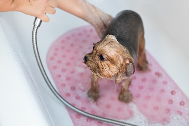 Yorkshire Terrier in bagno nel salone di bellezza per cani