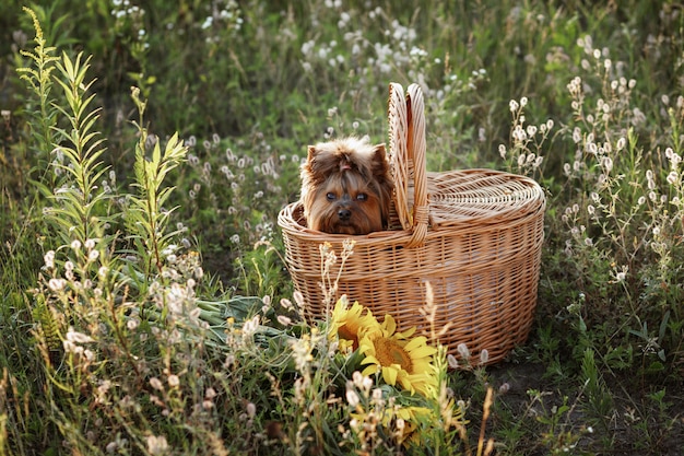 Yorkshire terrier in borsa da picnic all'aperto