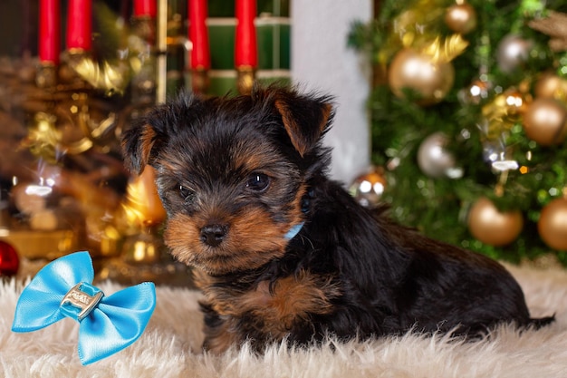 yorkshire terrier in decorazioni natalizie