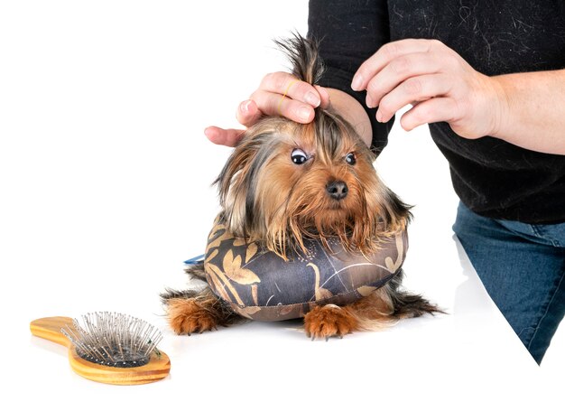 Yorkshire terrier in studio