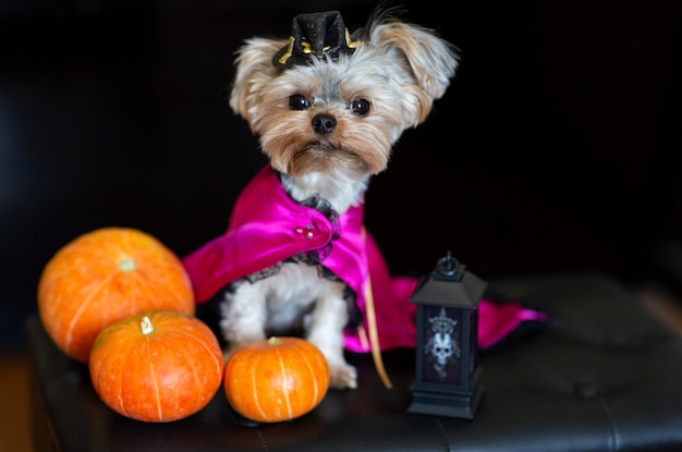 Yorkshire Terrier in un divertente costume di carnevale sullo sfondo delle decorazioni di Halloween