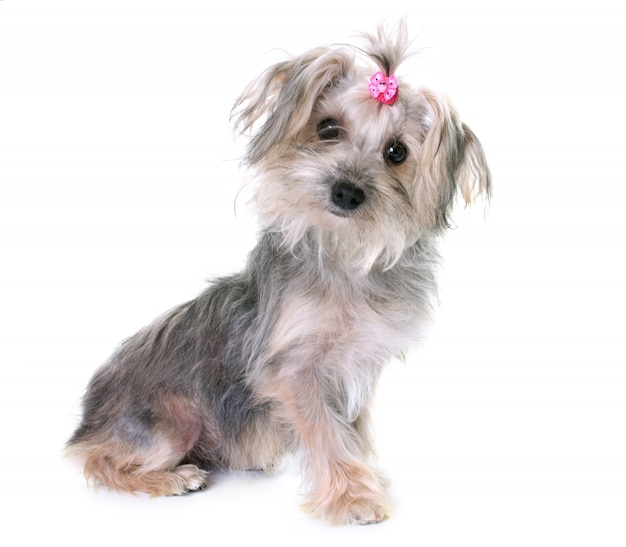 Yorkshire terrier incrociato