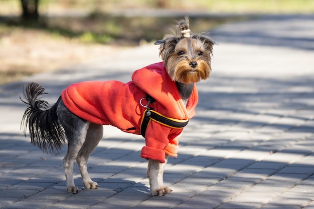 Yorkshire terrier nel parco