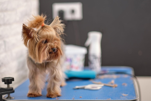 Yorkshire Terrier peloso e invaso su un tavolo in una toelettatura s