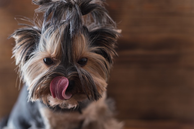 Yorkshire terrier per una passeggiata su uno sfondo marrone