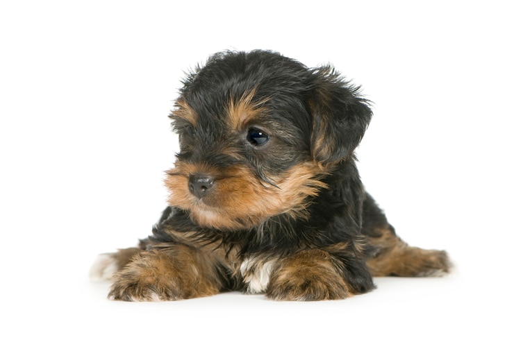 Foto yorkshire terrier puppies con 1 mese. ritratto di cane isolato