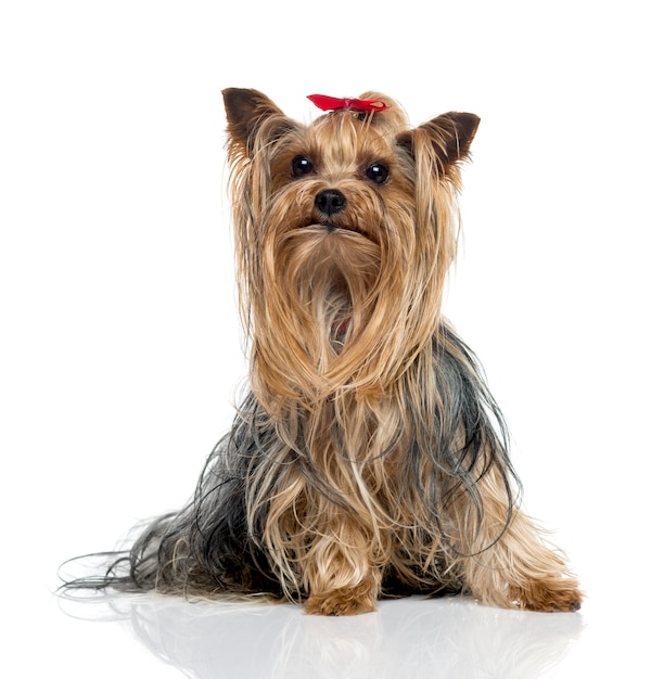 Yorkshire Terrier seduto e alzando lo sguardo