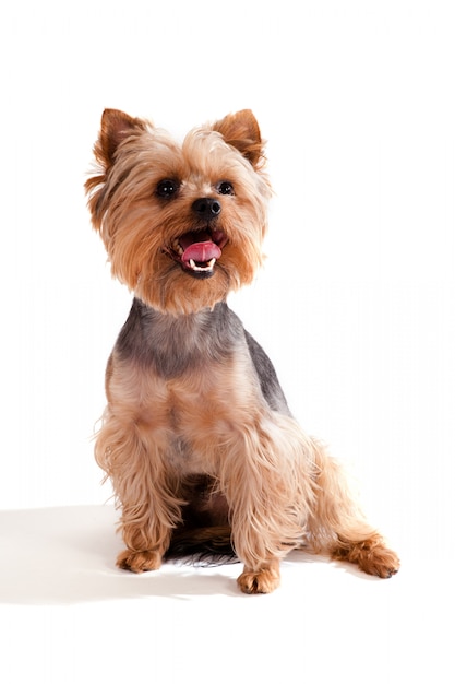 Yorkshire Terrier, seduto e guardando la telecamera contro bianco