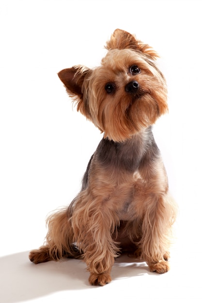 Yorkshire Terrier, seduto e guardando la telecamera contro bianco