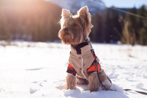 Yorkshire terrier seduto nella neve indossando tute. Yorkshire terrier del cane che cammina nella neve. Cane in inverno