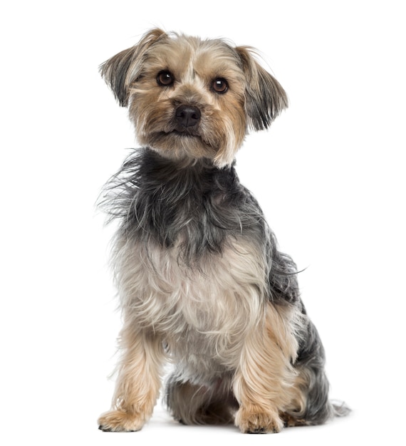 Yorkshire Terrier seduto