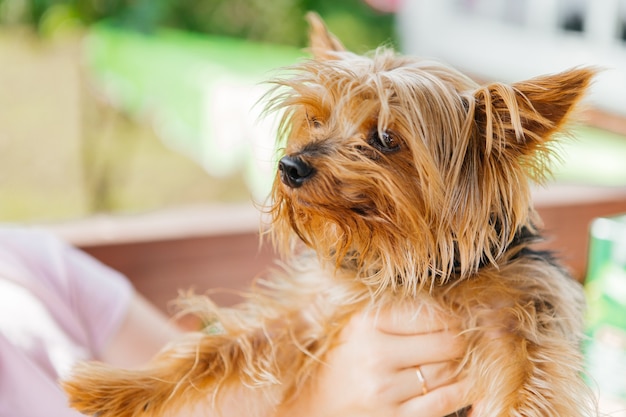 Yorkshire Terrier sulla natura