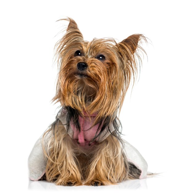 Yorkshire Terrier vestito che osserva in su