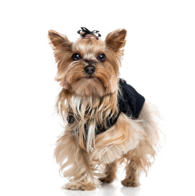 Yorkshire Terrier vestito