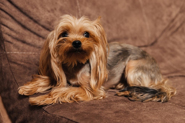 Yorkshire Terrier. yorkshire. cane sul divano.