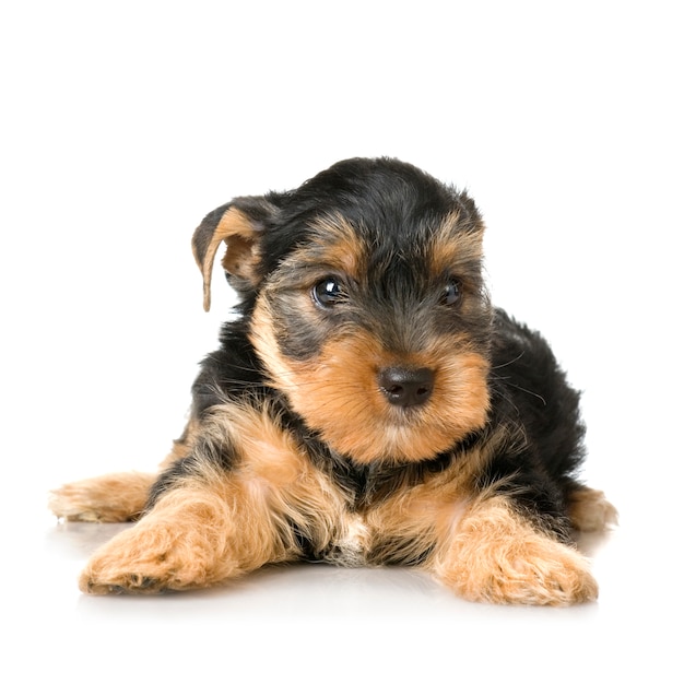 Yorkshire Terrier