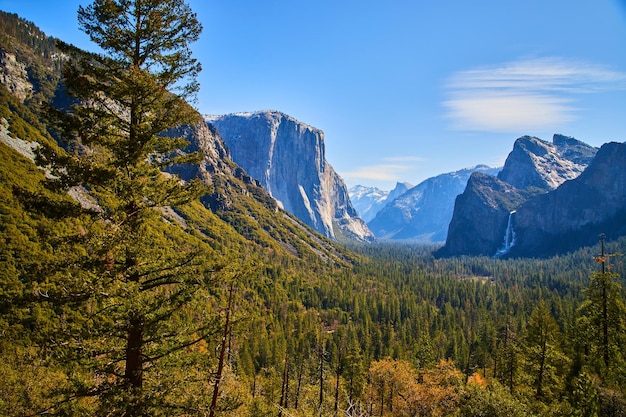 Yosemite iconico Tunnel View con pino in primo piano