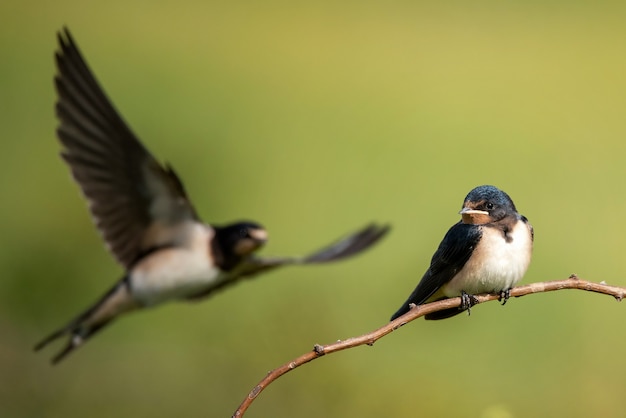 Young Barn ingoia Hirundo rustica seduto