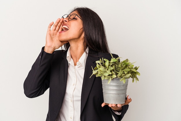 Young business donna latina azienda piante isolate su sfondo bianco gridando e tenendo il palmo vicino alla bocca aperta.