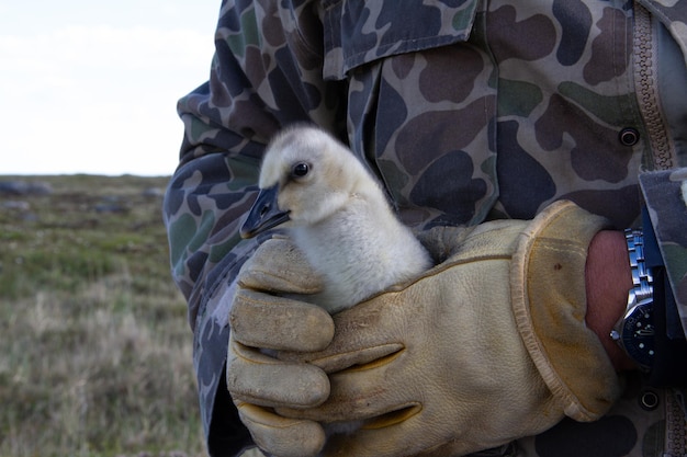 Young Canada Goose tenuto da una persona