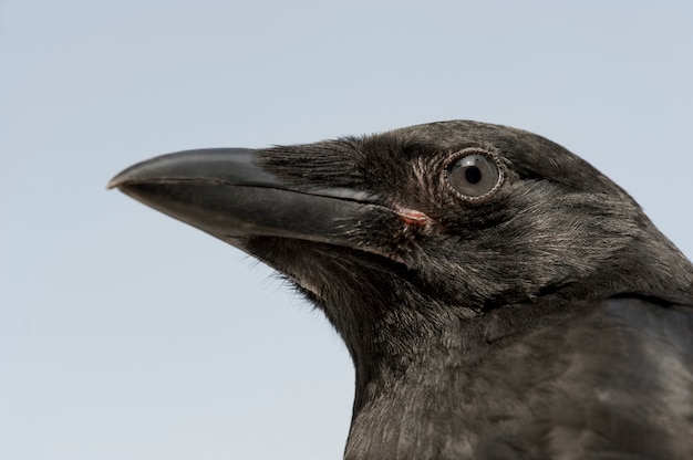 Young Carrion Crow - Corvus corone (4 mesi) davanti a un muro blu isolato