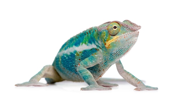 Young Chameleon Furcifer Pardalis - Ankify su un bianco isolato