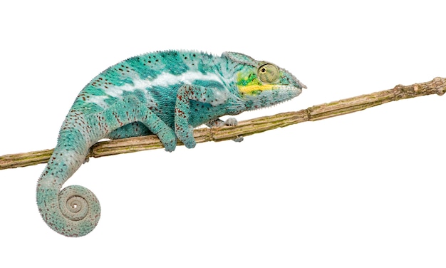 Young Chameleon Furcifer Pardalis - Ankify su un bianco isolato