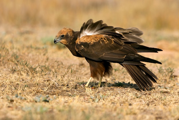 Young of Western Marsh Harrier con le ultime luci del pomeriggio