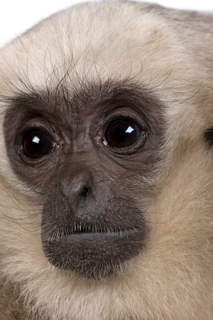 Young Pileated Gibbon, Hylobates Pileatus, seduto