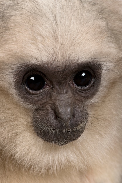 Young Pileated Gibbon, Hylobates Pileatus, seduto