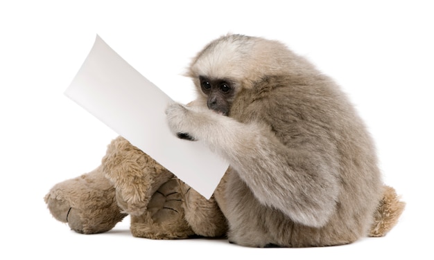 Young Pileated Gibbon, Hylobates Pileatus, seduto