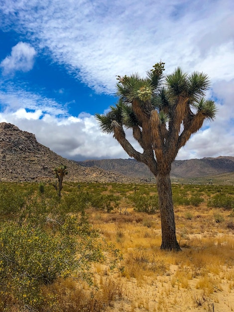 Yucca brevifolia Joshua Tree è una specie vegetale appartenente al genere Yucca