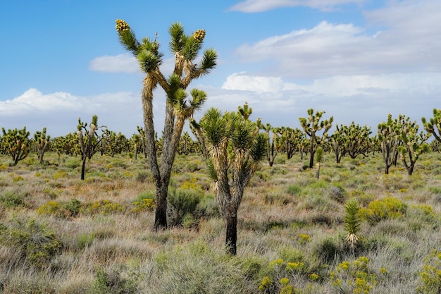 Yucca brevifolia Joshua Tree è una specie vegetale appartenente al genere Yucca