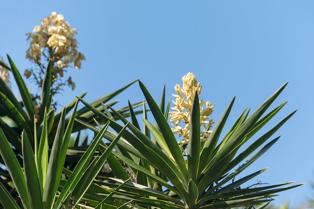 Yucca di fioritura della palma. Fiori esotici bianchi con le foglie verdi lunghe sul fondo del cielo blu. Spagna.