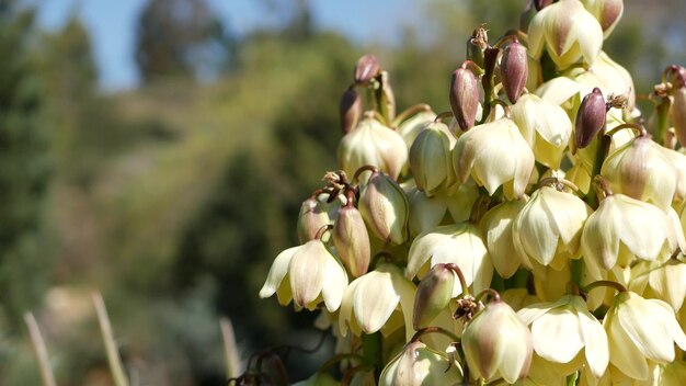 Yucca fiore bianco fiore agave fiore naturale botanico primo piano sfondo pianta del deserto e clima arido in america e messico fiore nel giardinaggio giardino in california usa macro di fiori selvatici