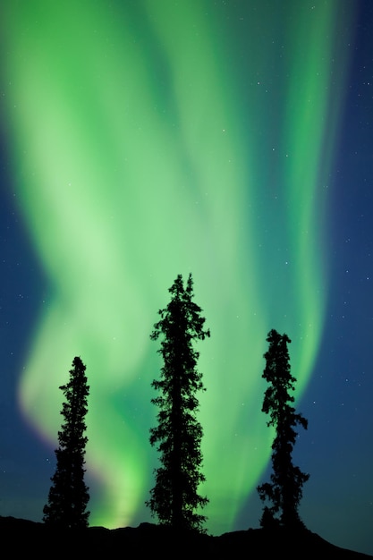 Yukon taiga abete rosso Northern Lights Aurora boreale