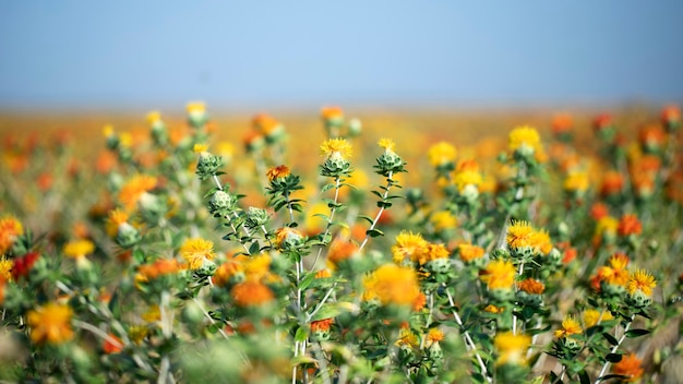 Zafferano bastardo che fiorisce nel campo