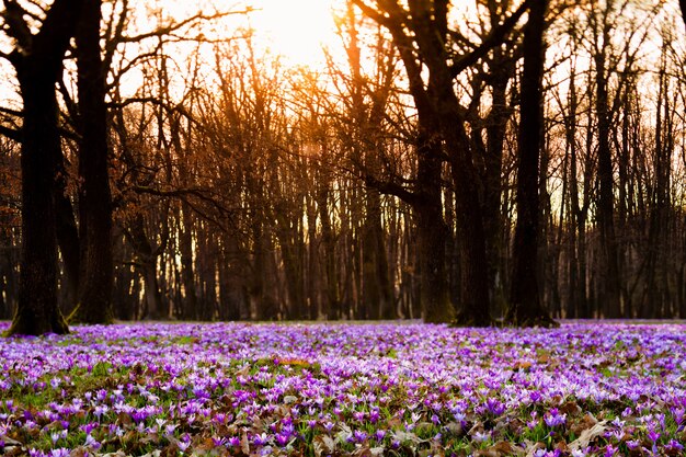 Zafferano primaverile e tappeto erboso nel parco. Bellissimi fiori della natura per l'ispirazione. Versione tilt-shift