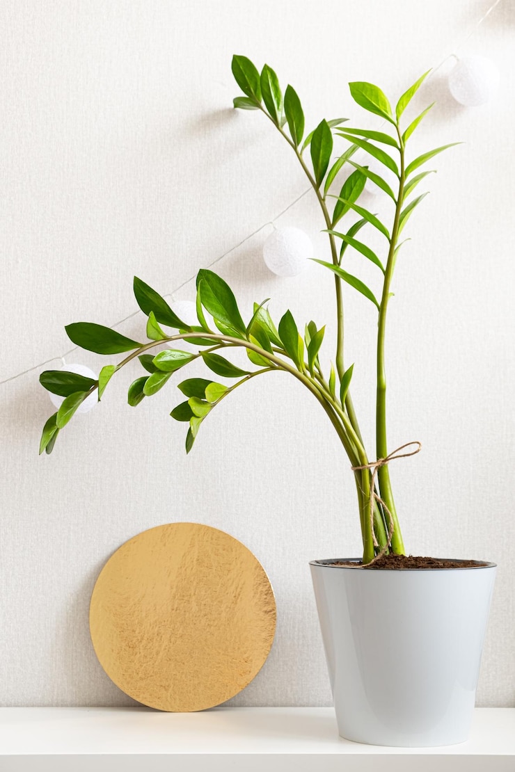 Foto zamioculcas di pianta d'appartamento in vaso di plastica bianca e disco dorato su sfondo bianco