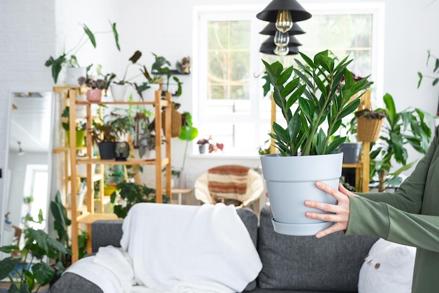 Zamioculcas senza pretese e popolare nelle mani di una donna all'interno di una casa verde con collezioni di scaffali di piante domestiche Produzione di colture domestiche