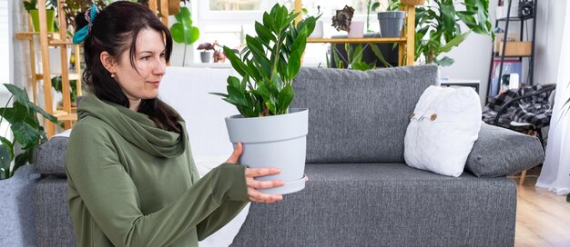 Zamioculcas senza pretese e popolare nelle mani di una donna all'interno di una casa verde con collezioni di scaffali di piante domestiche Produzione di colture domestiche