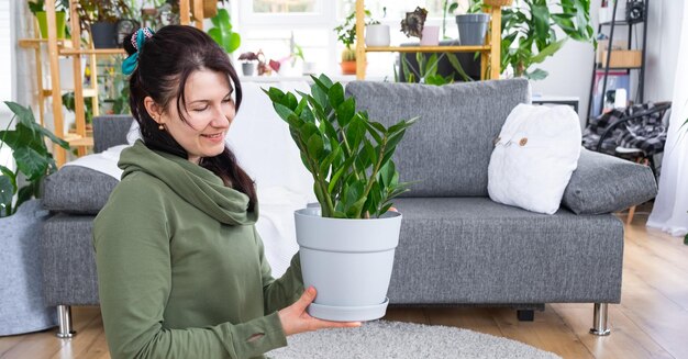 Zamioculcas senza pretese e popolare nelle mani di una donna all'interno di una casa verde con collezioni di scaffali di piante domestiche Produzione di colture domestiche