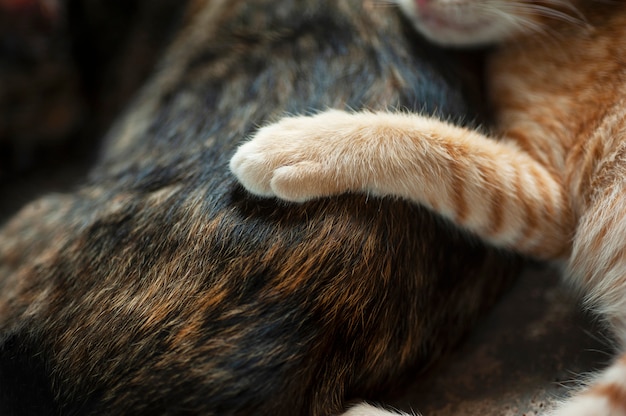 zampa del gattino sul corpo della madre